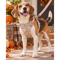 Sydney & Co. Pumpkin Print Dog Harness & Leash Set – Pet Walking Set, Size S/P - Image 1